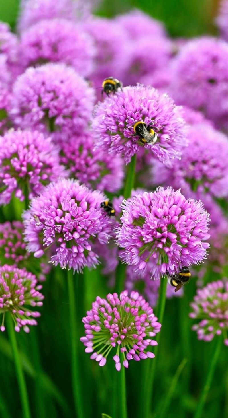 Fall-Blooming Allium (Allium senescens, Allium thunbergii)