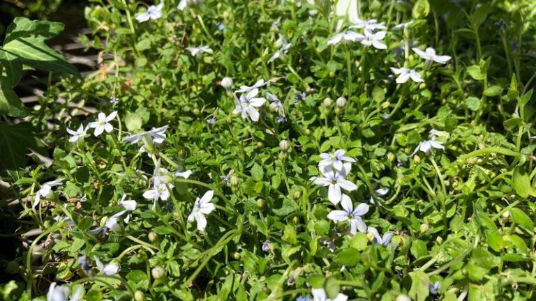 20-ground-covers-that-choke-out-weeds-and-9-that-just-don-t-work