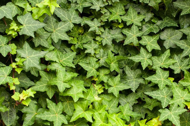 Hedera Helix
