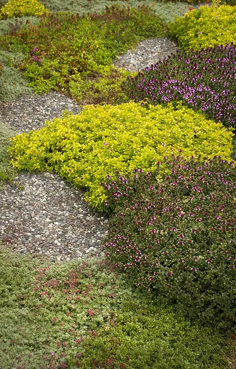 Thyme 'Doone Valley'