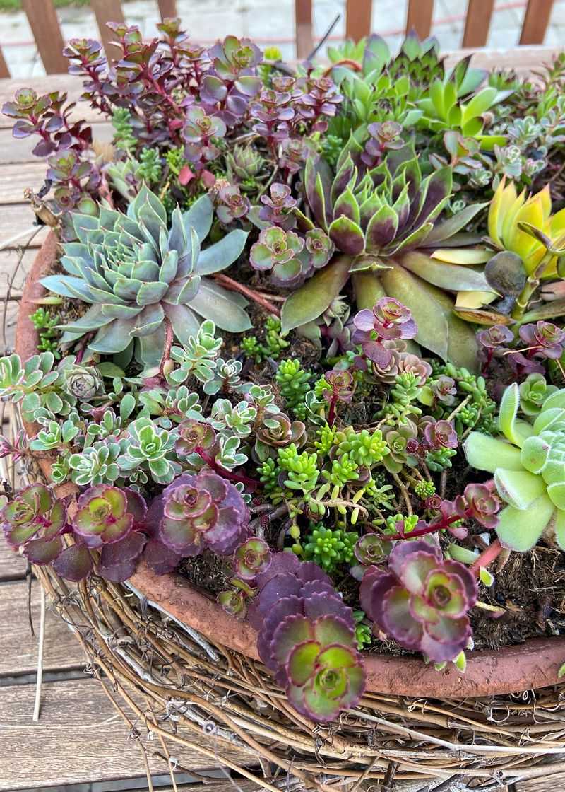 Succulent Arrangement