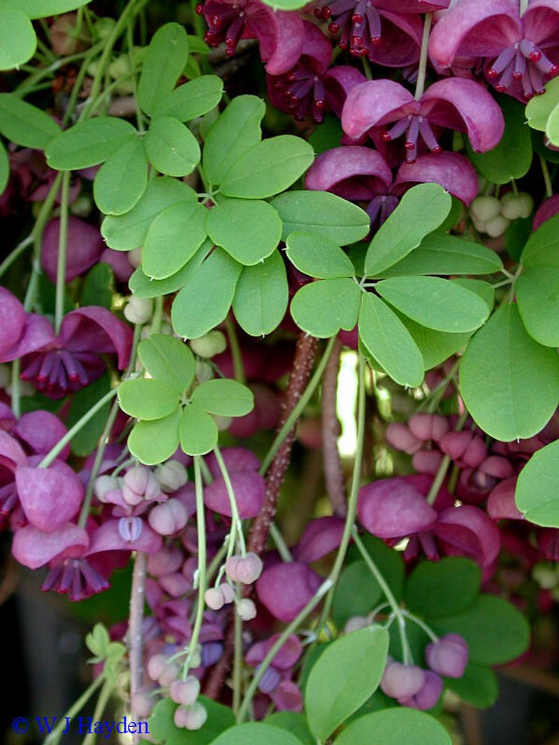 Akebia Quinata (Chocolate Vine)