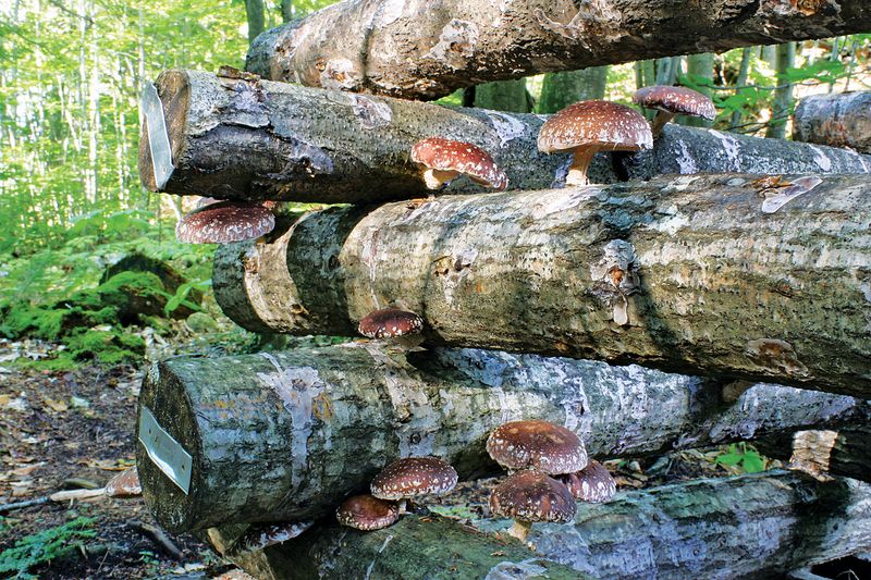 Enchanting Shiitake Experience