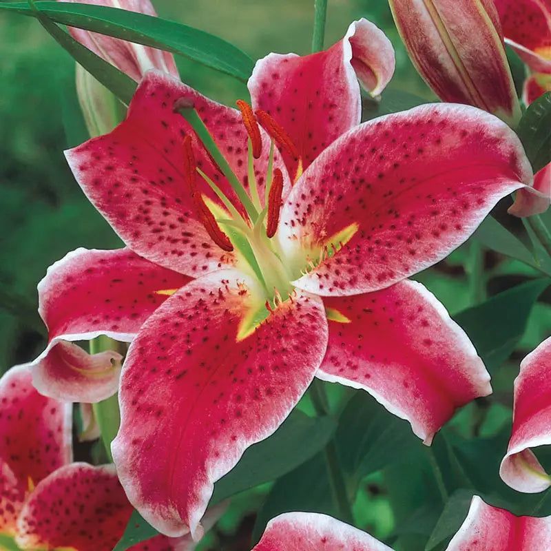 Lilies