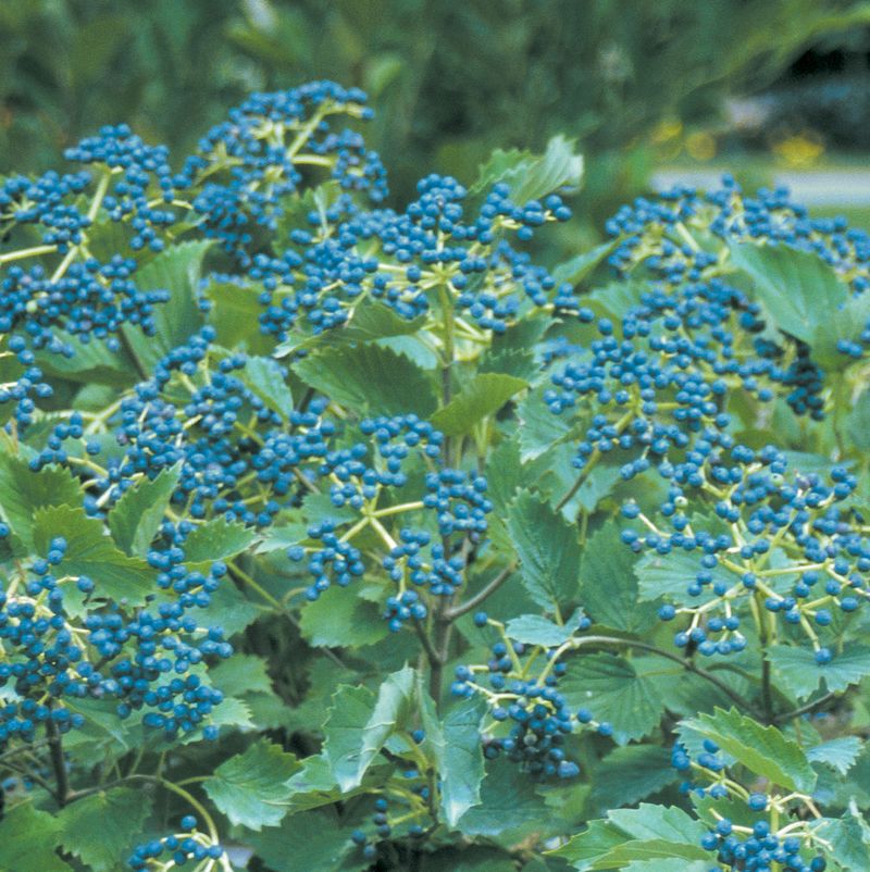 Viburnum 'Blue Muffin'