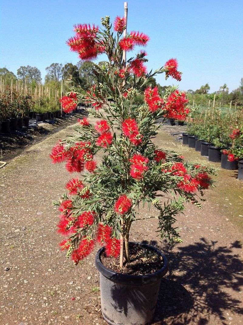 Bottlebrush Tree (Callistemon spp.)