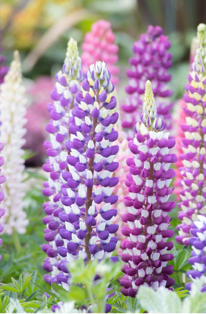 Lupine