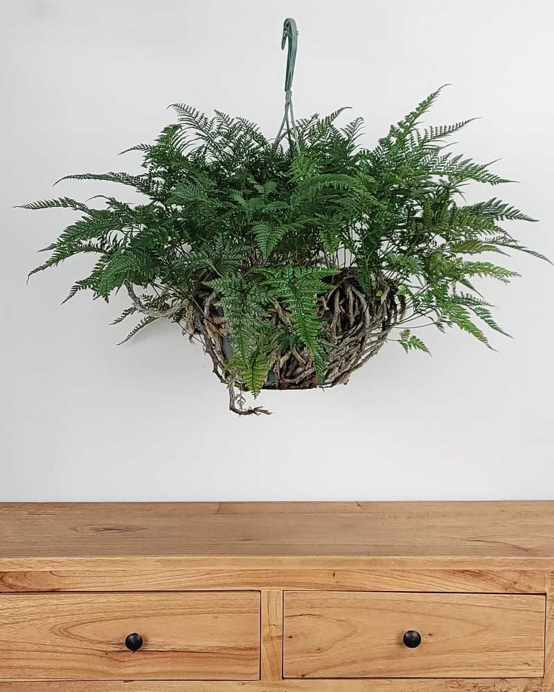 Rabbit’s Foot Fern (Davallia fejeensis)