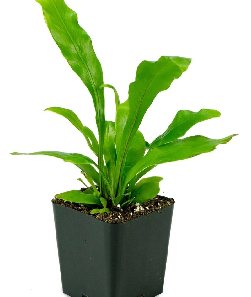 Bird’s Nest Fern (Asplenium nidus)