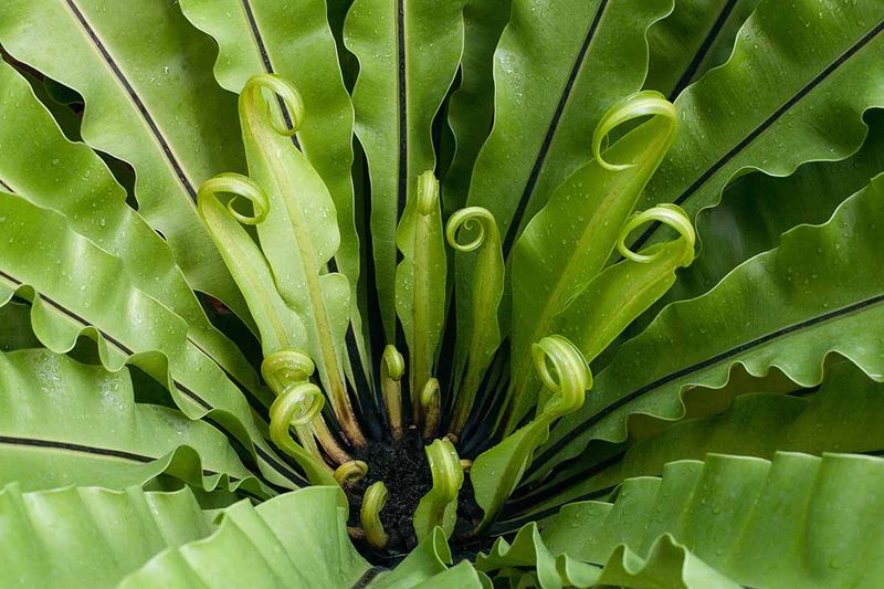Bird's Nest Fern