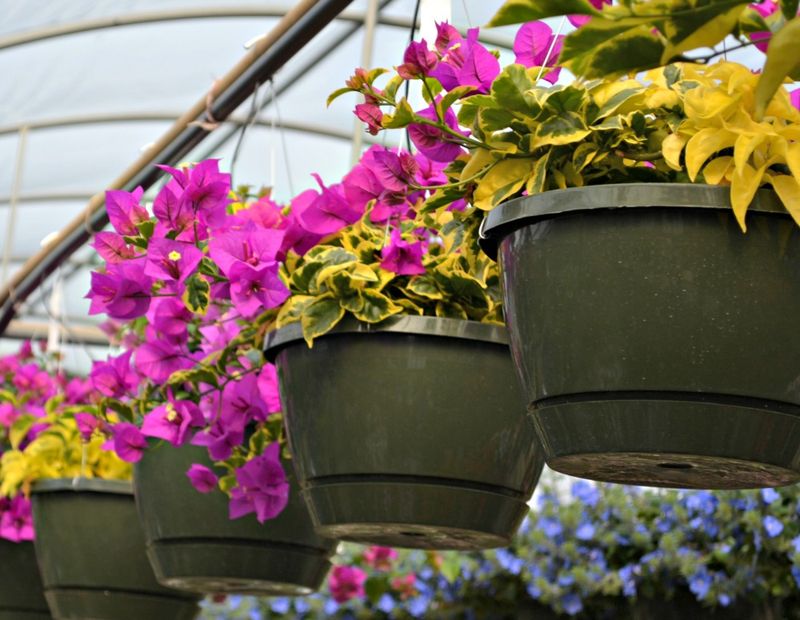 Blushing Bougainvillea Basket