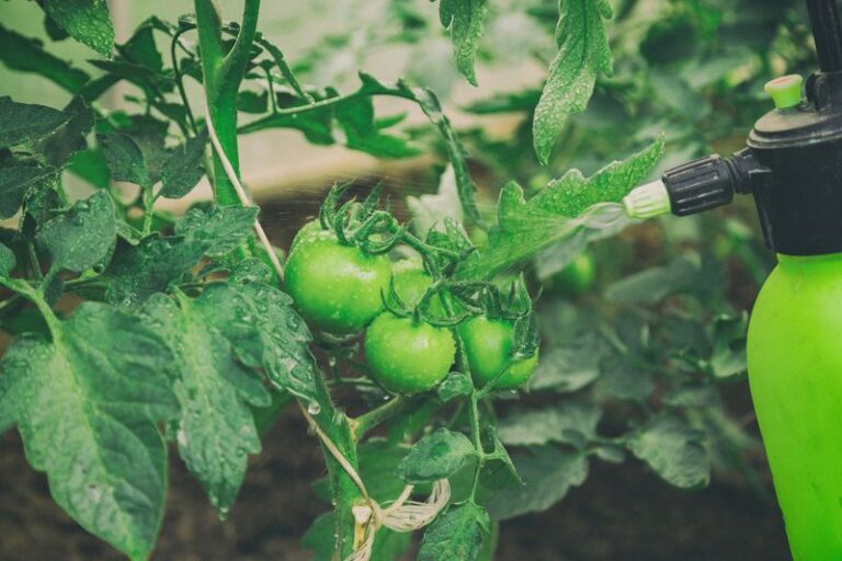 15 Ways to Kill Whiteflies on Tomatoes - Complete Gardening