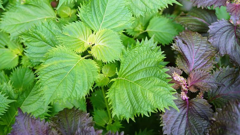 Perilla (Perilla frutescens)