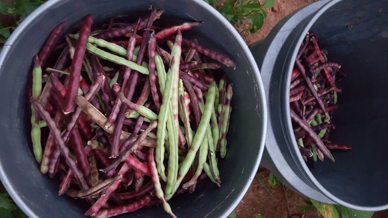 Southern Peas (Cowpeas) (Vigna unguiculata)