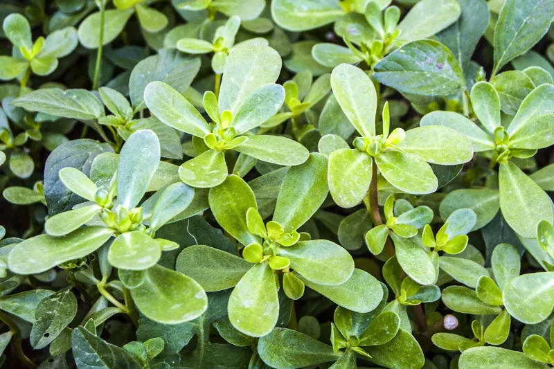 Purslane