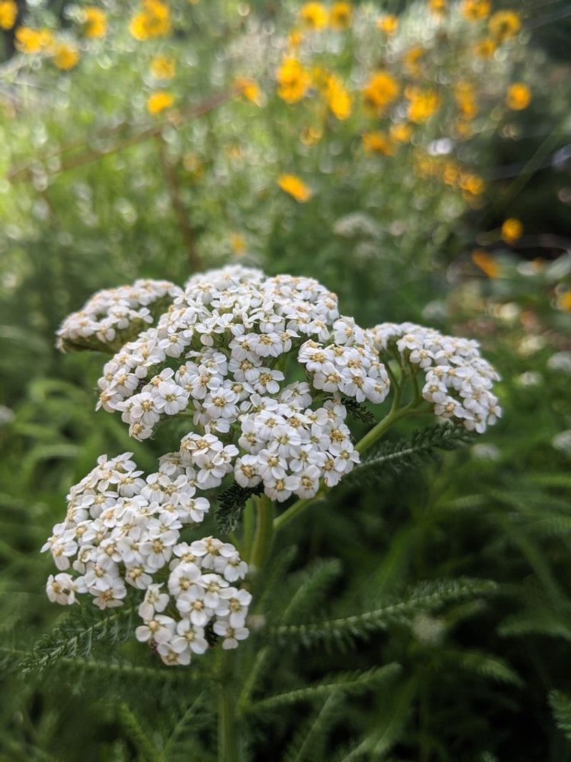 Yarrow