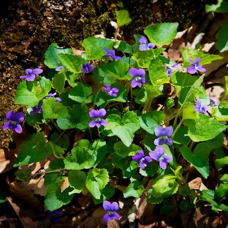 Wild Violets (Viola sororia)