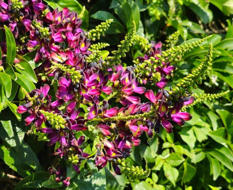 Chinese Evergreen Wisteria (Millettia reticulata)