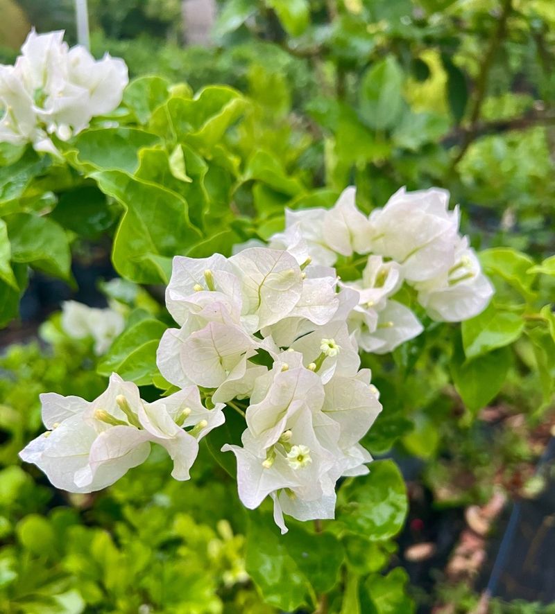 Bougainvillea (White variety)