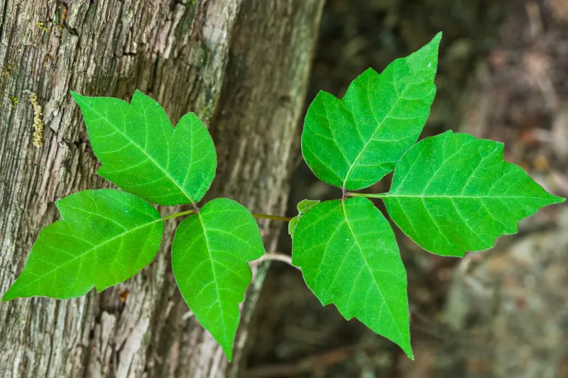 Poison Ivy/Oak/Sumac (Toxicodendron spp.)