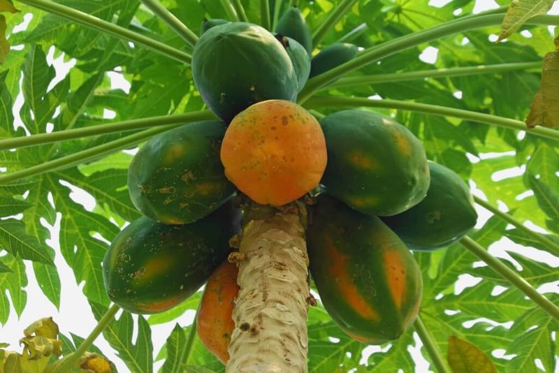 Papaya