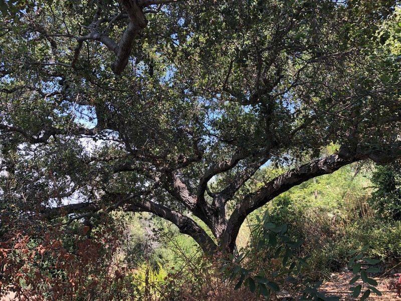 Coast Live Oak (Quercus agrifolia)