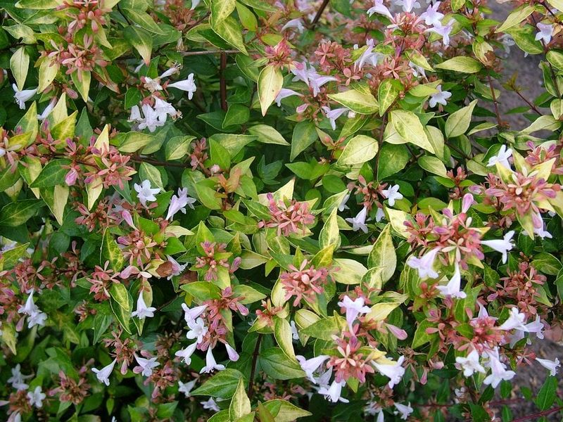 Sunrise Abelia