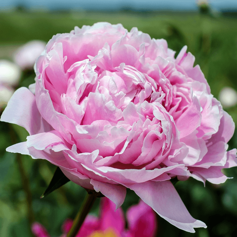 Peony