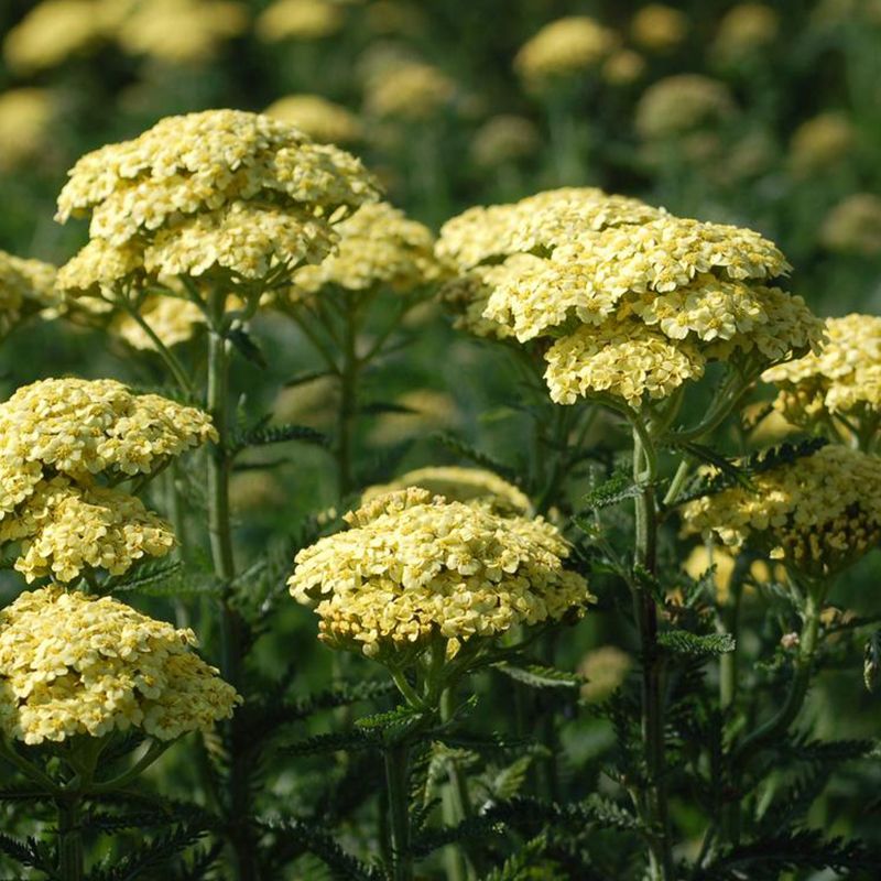 Yarrow