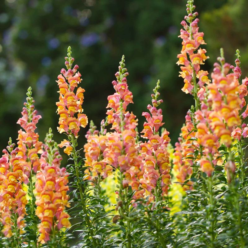 Snapdragon 'Rocket Mix'