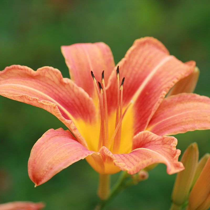 Daylily