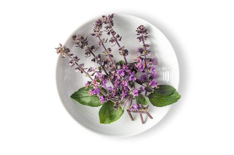 Purple Basil Flowers