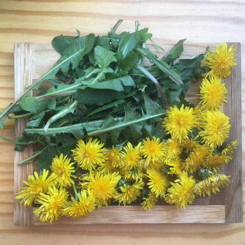 Dandelion (Taraxacum officinale)