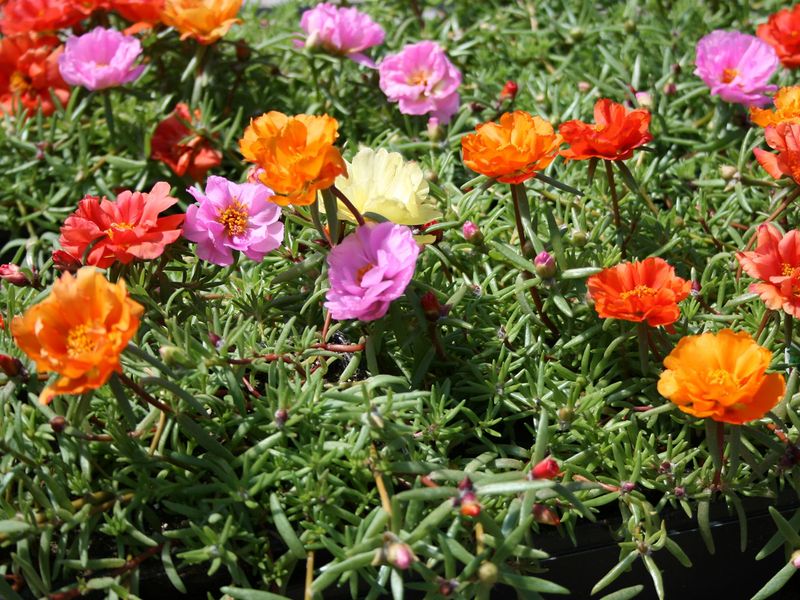 Moss Rose (Portulaca grandiflora)