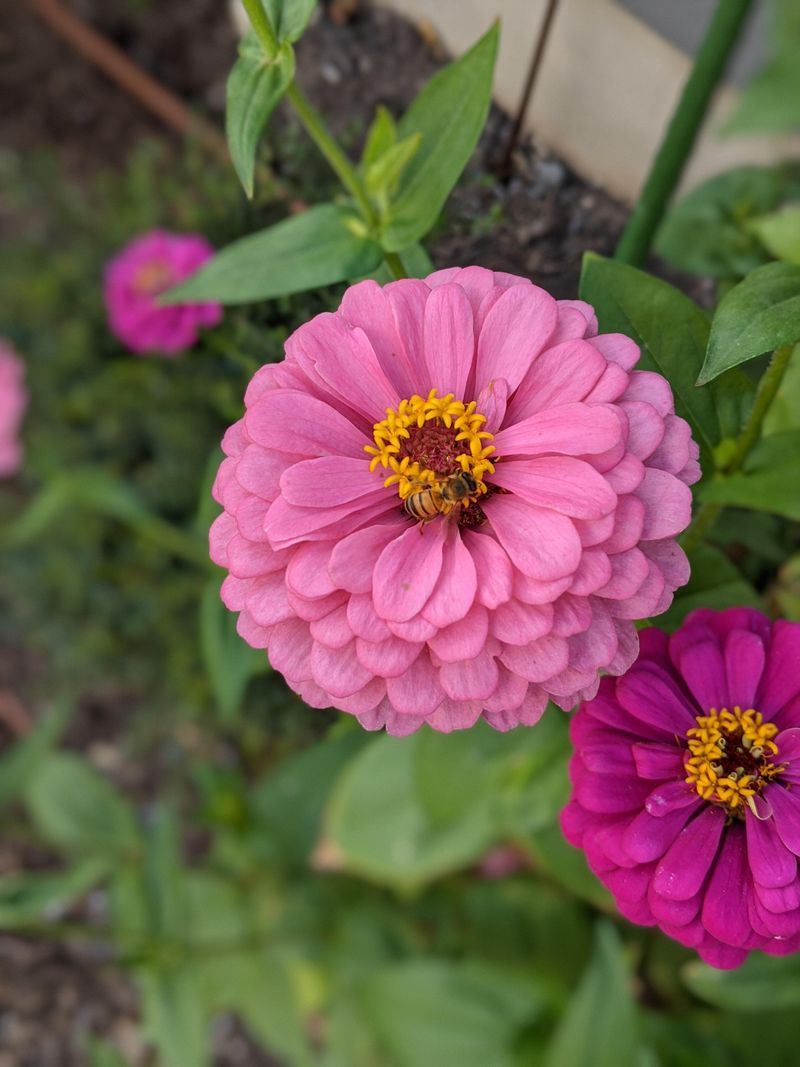 Zinnias