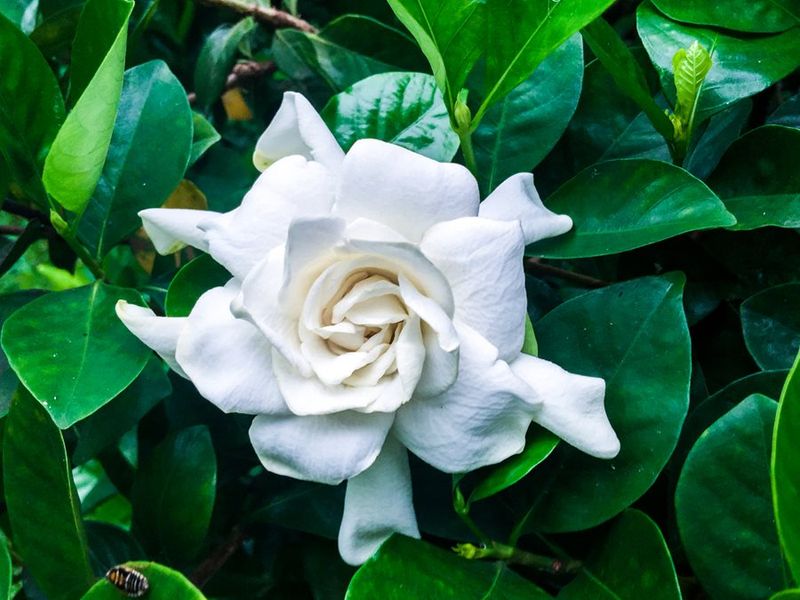 Gardenias