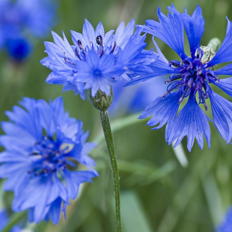 Cornflowers