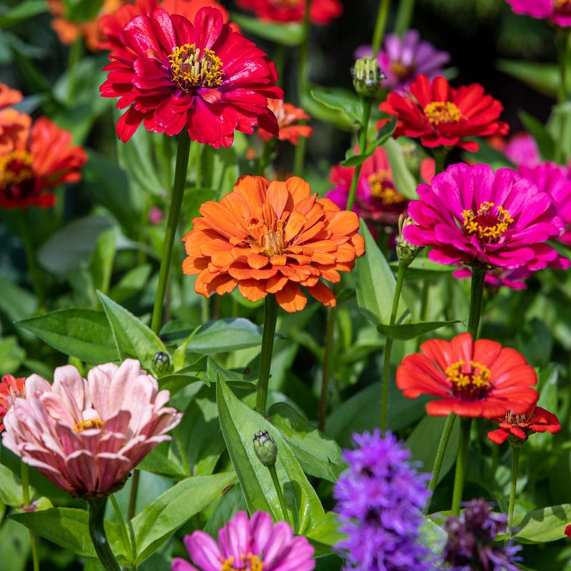 Zinnias
