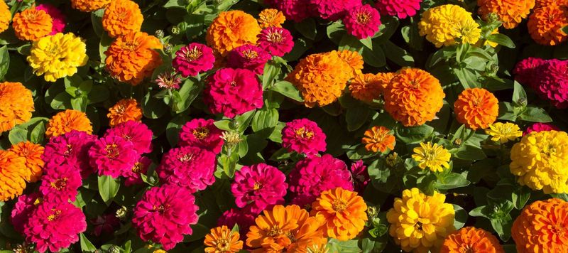 Zinnias