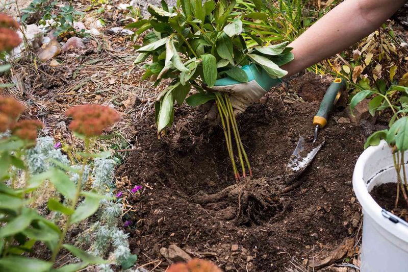 Peonies Hate Being Moved