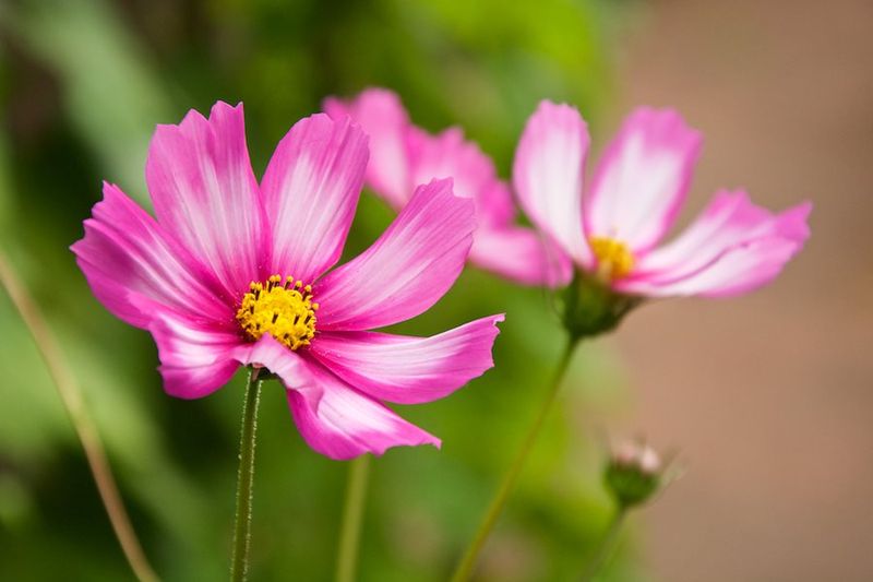Cosmos (Cosmos bipinnatus)