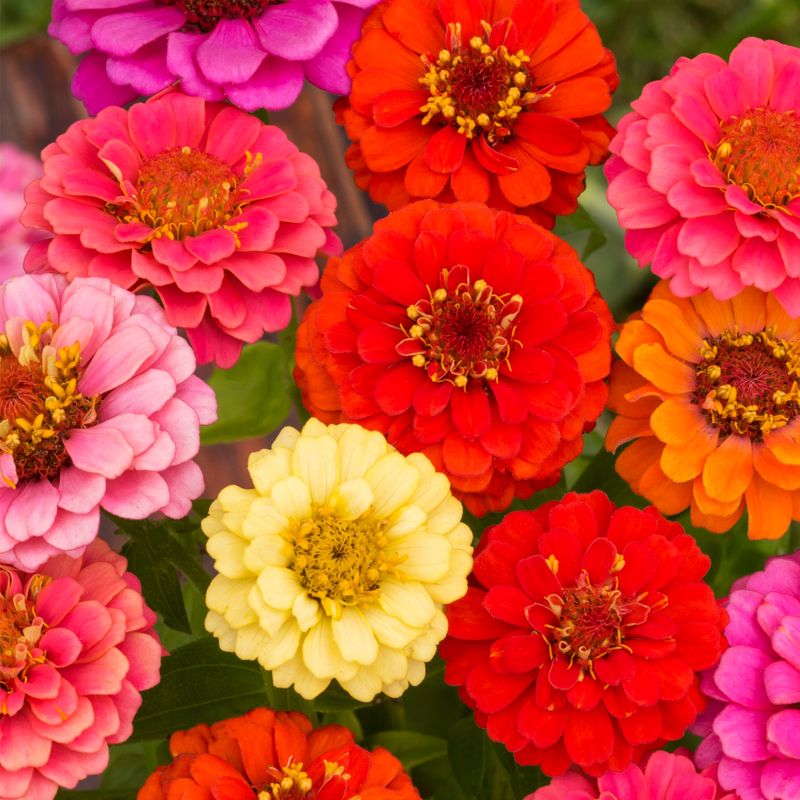 Zinnias (Zinnia elegans)