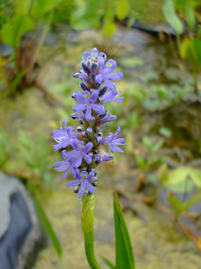Pickerelweed