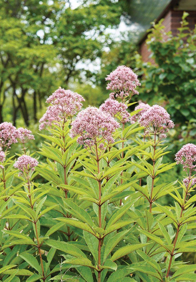 Joe Pye Weed
