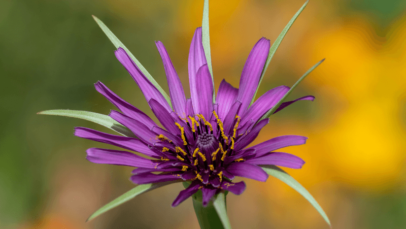 Salsify (Tragopogon porrifolius)