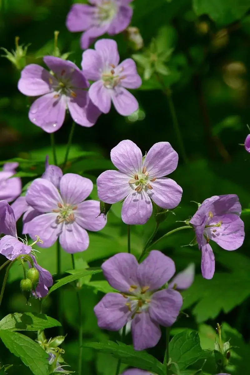 Wild Geranium (Geranium maculatum)