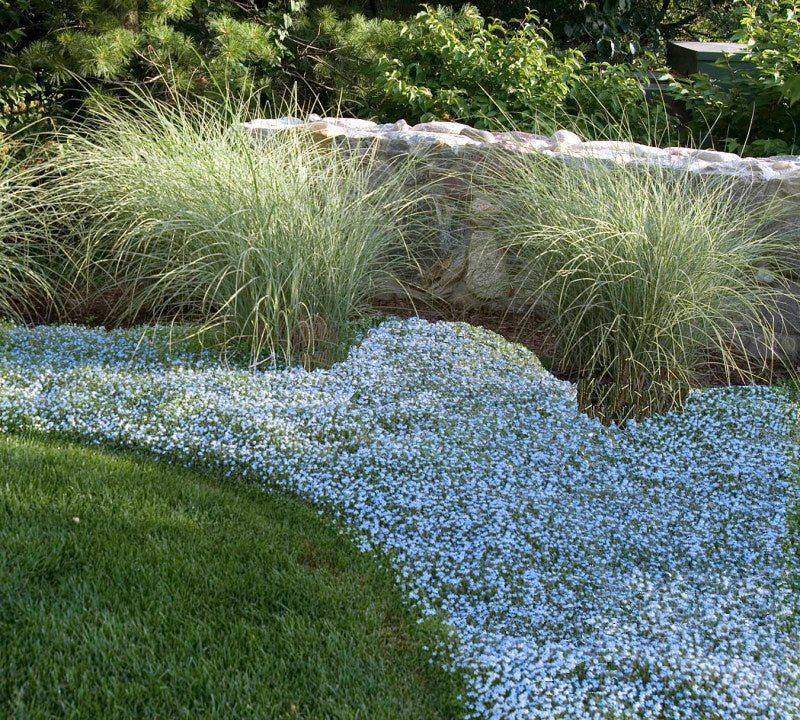 Blue Star Creeper (Isotoma fluviatilis)