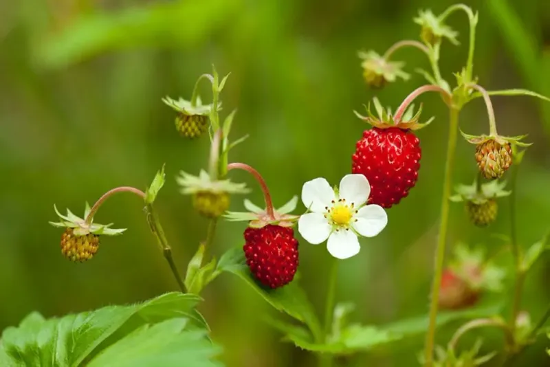 Wild Strawberry (Fragaria vesca or F. virginiana)
