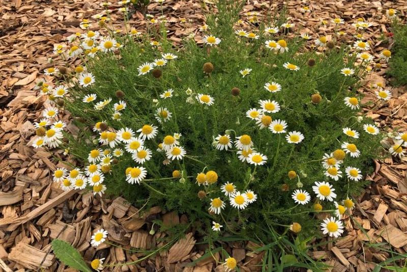 Roman Chamomile