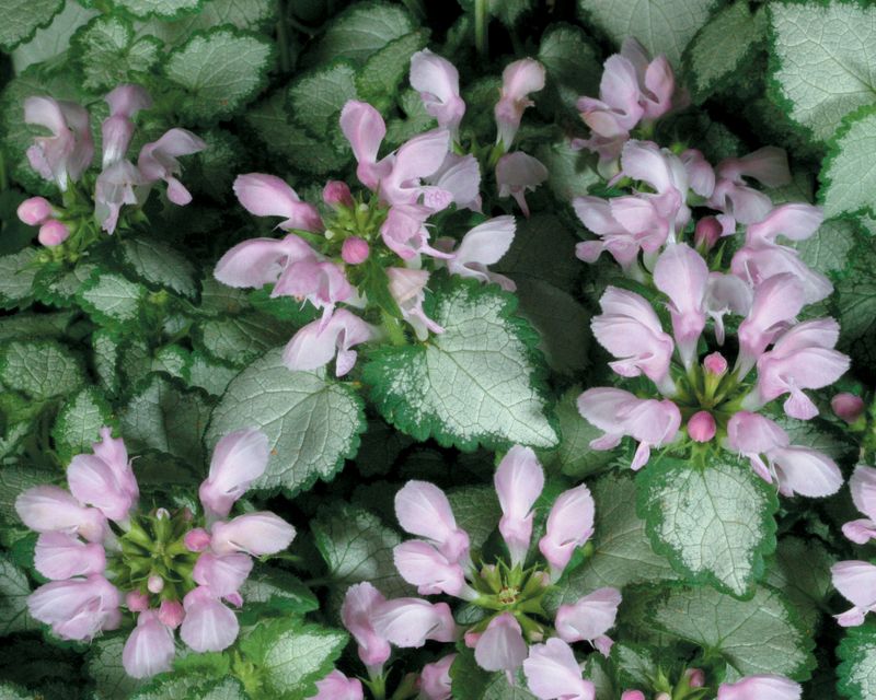 Deadnettle (Lamium maculatum)